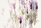 Lavendel i akvarell