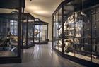 Universitetsmuseet i Bergen