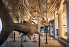 Universitetsmuseet i Bergen