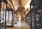 Universitetsmuseet i Bergen