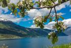 Utsikt over Hardangerfjorden