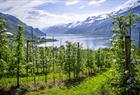 Frukthage ved Hardangerfjorden