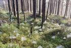 Guidet fjelltur i Bergen inkludert lunsj