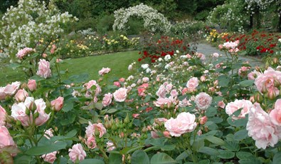 Arboretet og botaniske hage