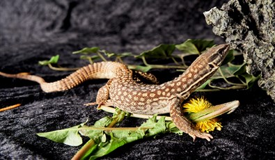 Urban Zoo