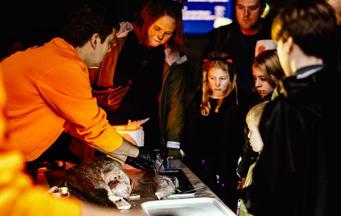 Halloween på Akvariet i Bergen