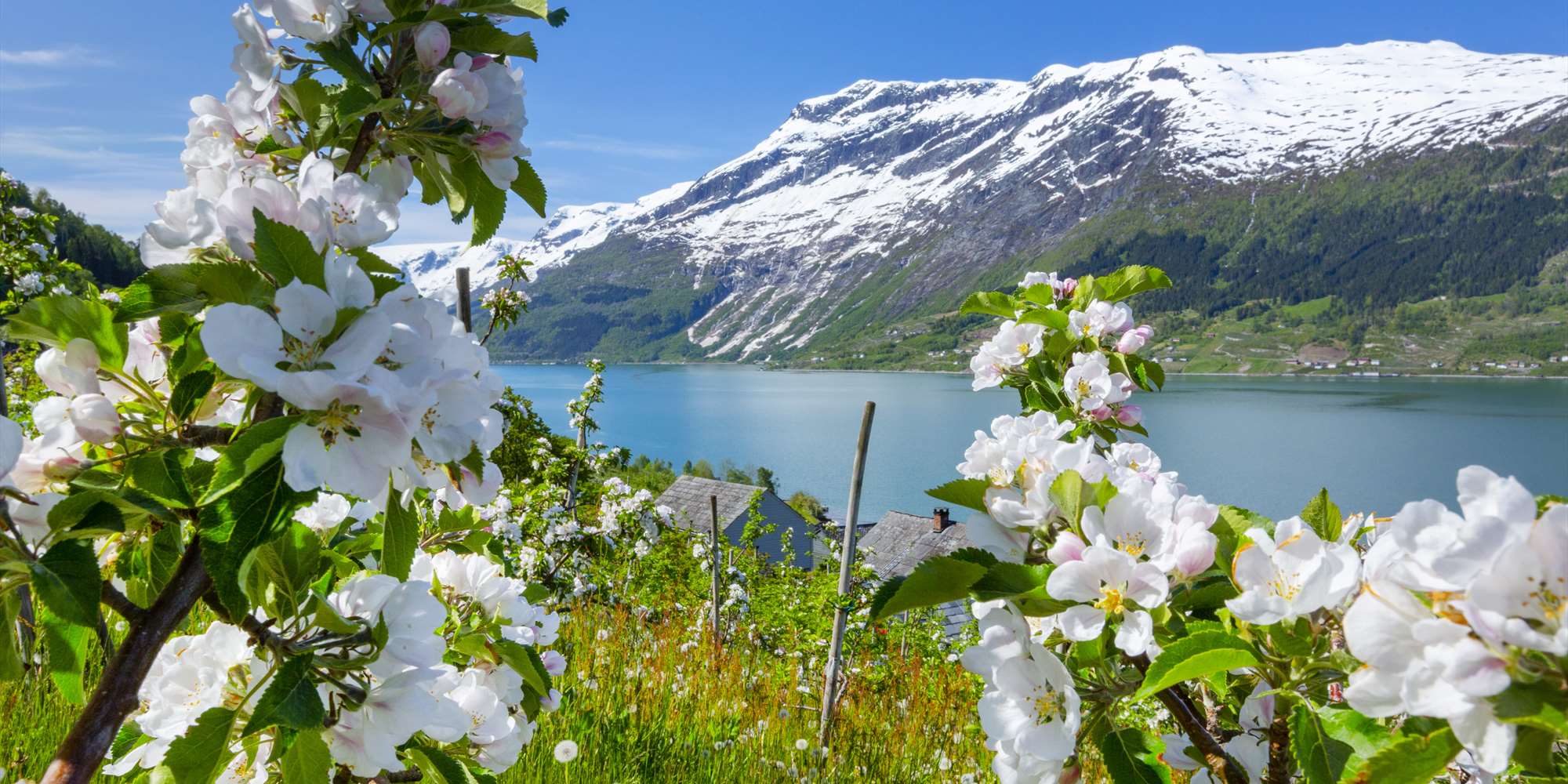 Blomstrende frukttrær langs Hardangerfjorden Blomstrende frukttrær langs Hardangerfjorden
