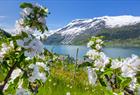 Blomstrende frukttrær langs Hardangerfjorden Blomstrende frukttrær langs Hardangerfjorden