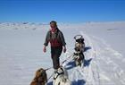 Halvdags hundekjøring på Folgefonna isbre