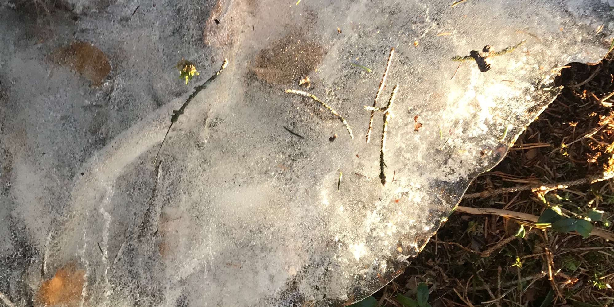 Lag sovende dyre- og plantefigurer til kunstinstallasjonen "Dvale". Lag sovende dyre- og plantefigurer til kunstinstallasjonen "Dvale".