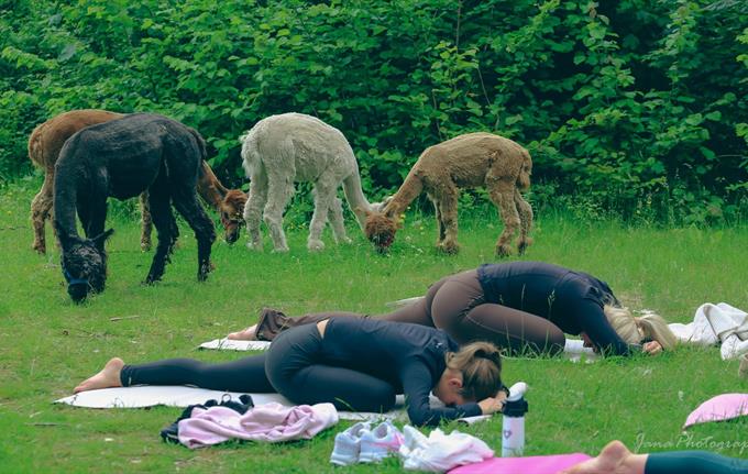 Alpakkayoga